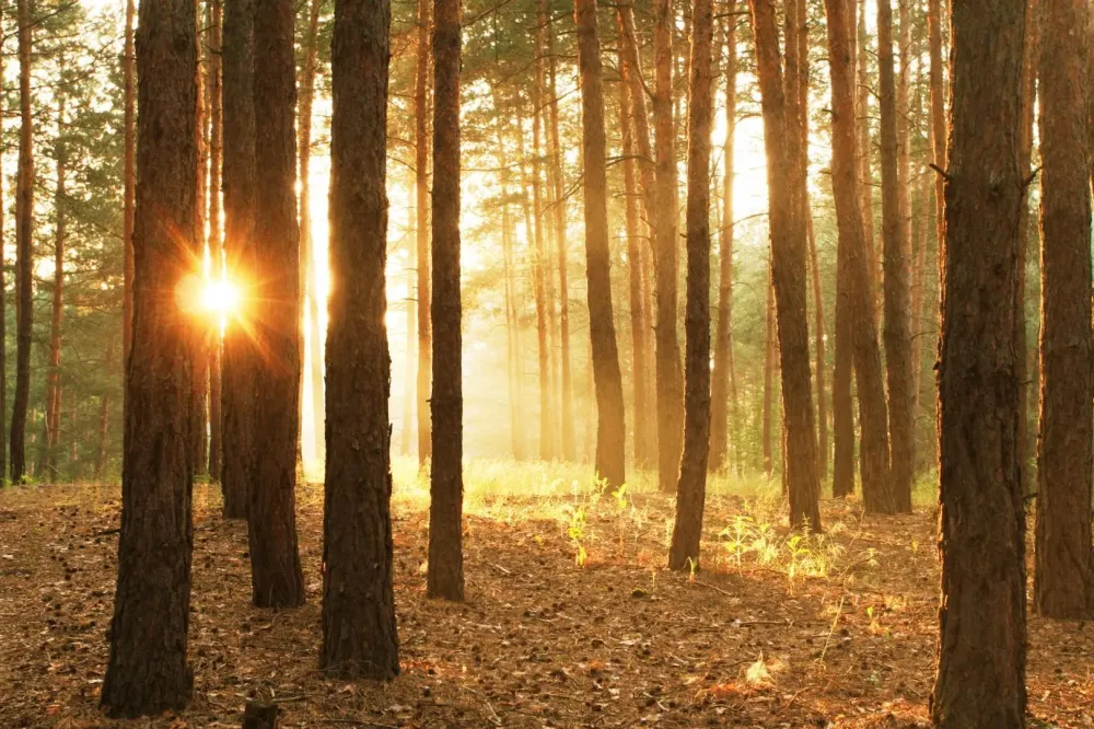forêt coucher de soleilwebp
