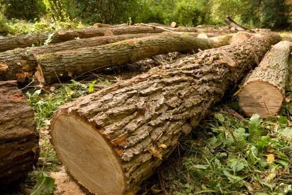 exploitant forestier