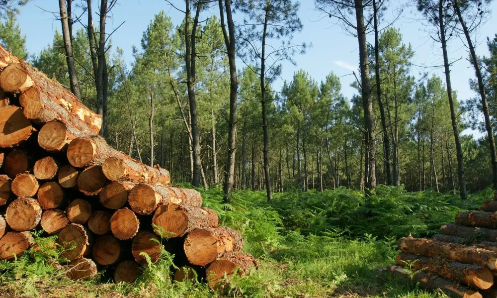 Commande de bois à Saint-Michel l'Observatoire