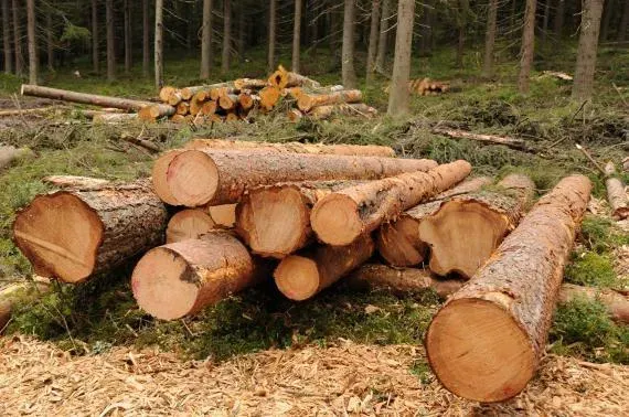 bois local
